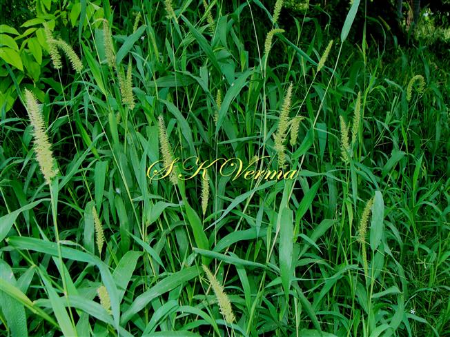  Plants